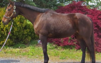 Lindzlo – thoroughbred mare
