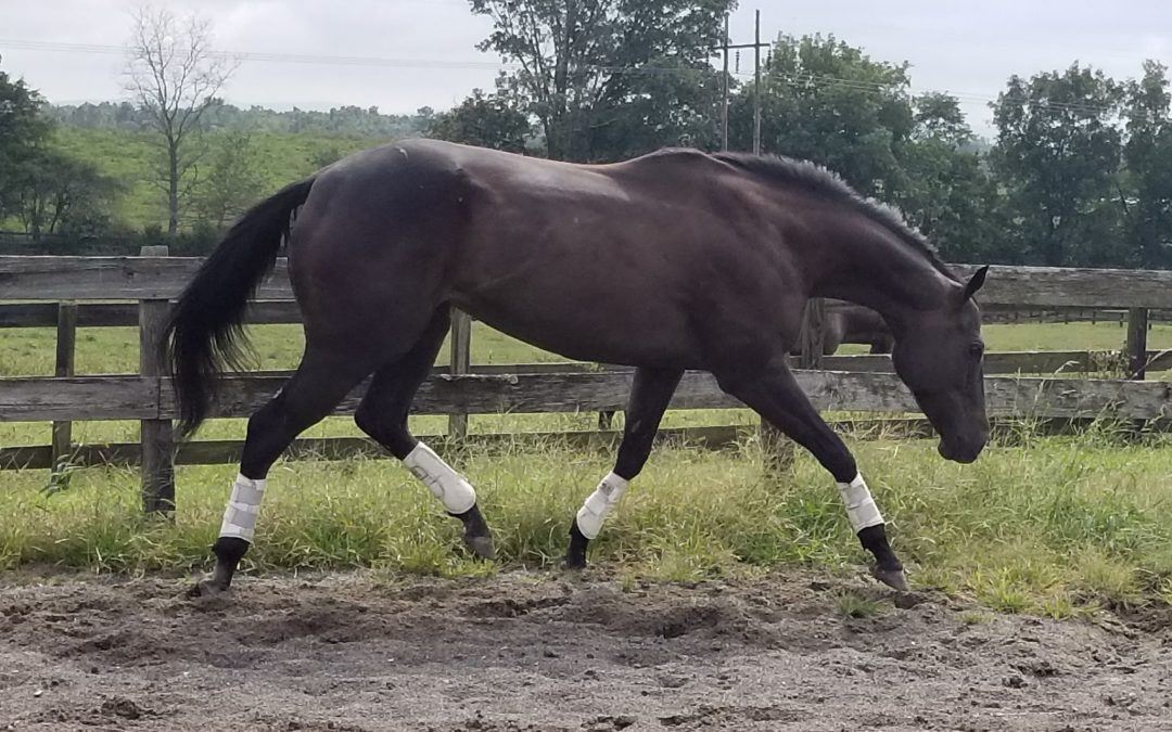 That Tricky Lady – OTTB mare