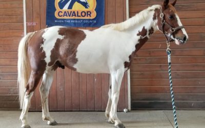 Poptart – paint pony gelding