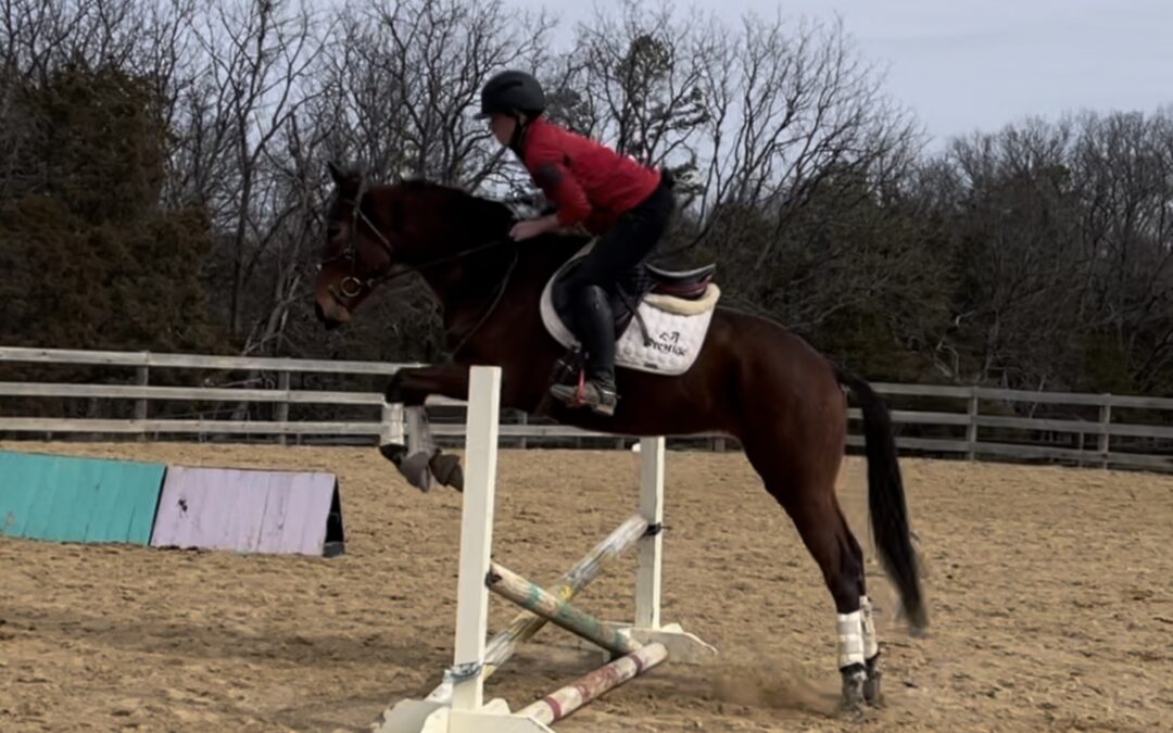 Out of Paynt – OTTB mare