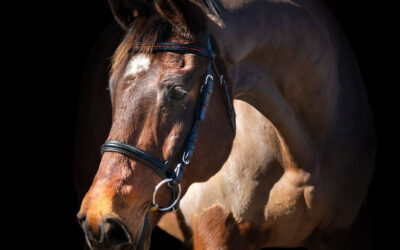 Vinny – warmblood gelding