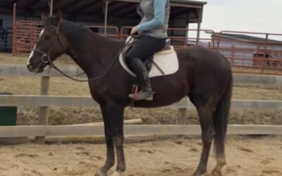 Keep It Salty – OTTB gelding