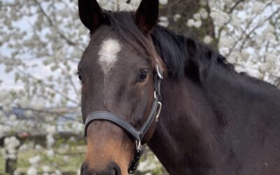 Springsteen – Oldenburg gelding