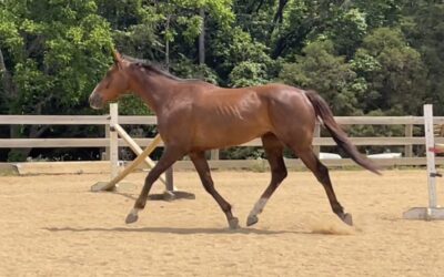 Keep It Salty – OTTB gelding