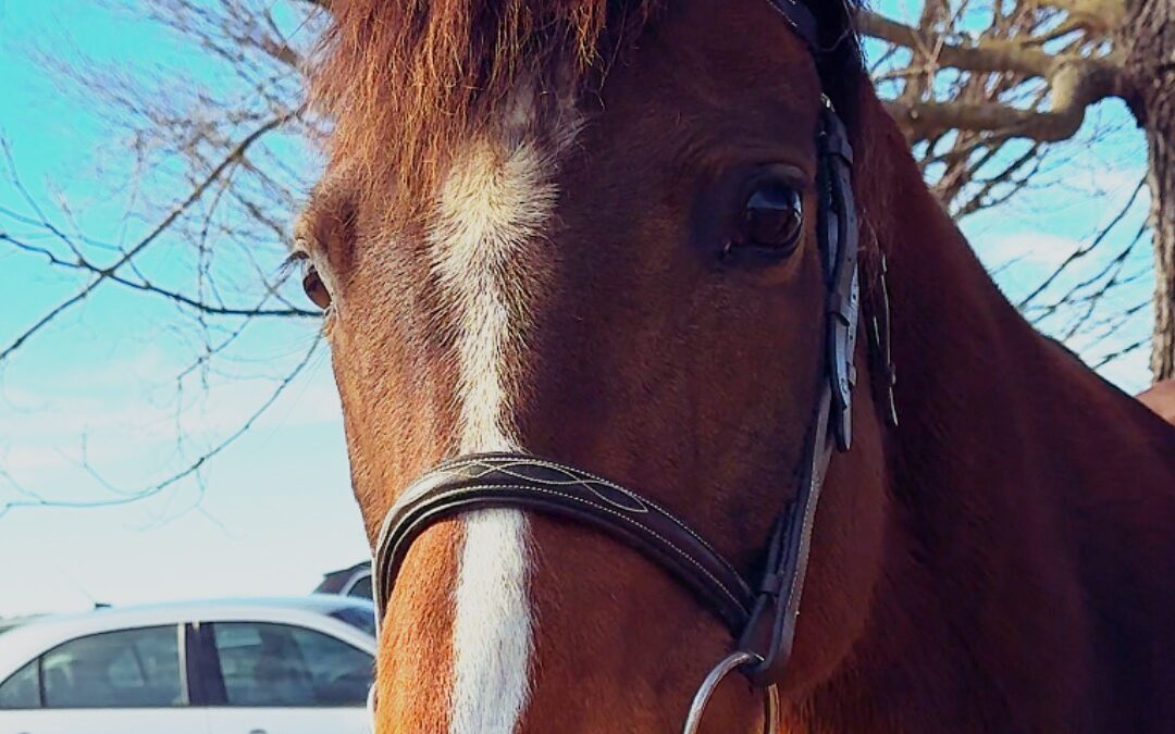 Southern Comfort – American Warmblood mare