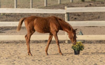 Questionable Decisions RES