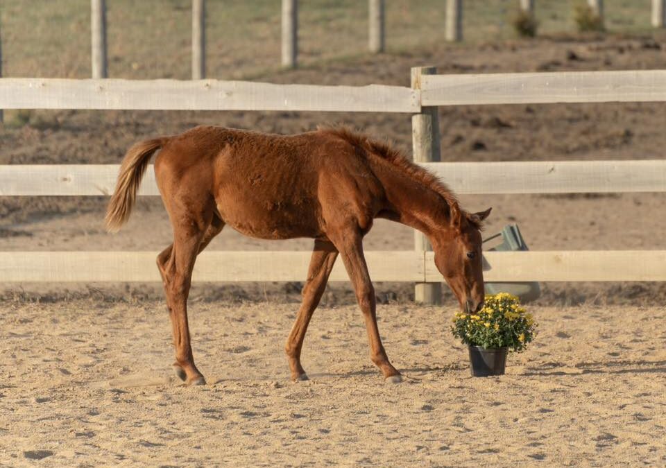 Questionable Decisions RES