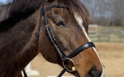 Southern Comfort – American WB mare